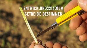 Knoten dicht über der bodenoberfläche. Das Entwicklungsstadium Bbch Im Getreide Zum Schossbeginn Bestimmen Lg Seeds Deutschland