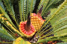 Image result for Encephalartos umbeluziensis