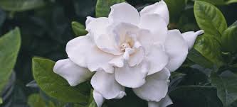 Check spelling or type a new query. Top 6 Benefits Of Gardenia Flowers Gardenia Essential Oil Dr Axe