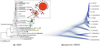 Sun, reten, penutup, buburan, dim sum, jumlahkan, ringkasan, kubis cinad. The Complex Phylogeography Of The Indo Malayan Alophoixus Bulbuls With The Description Of A Putative New Ring Species Complex Fuchs 2015 Molecular Ecology Wiley Online Library