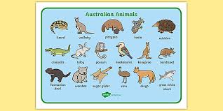 The australian sea lion is the only pinniped endemic to (only found in) australia. Australian Animals Word Mat