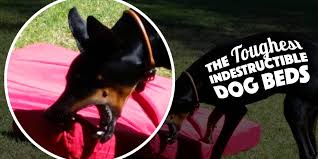 This orthopedic dog bed from snooza is definitely one of the best beds for dogs available within australia. 5 Really Indestructible Dog Beds The Kong Dog Bed