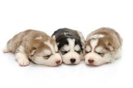 The siberian husky was bred to be a sled dog in northeast asia, and are known for their eagerness to work as well as their impressive endurance. Three Cute Siberian Husky Puppies Png Parlanti International