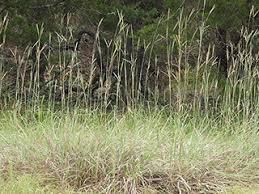 Image result for Elionurus tripsacoides