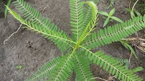 Image result for Sesbania pachycarpa