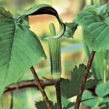 Check spelling or type a new query. Jack In The Pulpit Finegardening