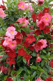 Prachtig Bluhende Dipladenia Mandevilla Blumen Pflanzen Topfblumen Blumen Im Blumentopf