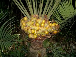 Image result for Cycadaceae