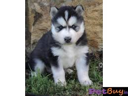 Some potential concerns include seizures, defects of the eye like cataracts, corneal dystrophy. Siberian Husky Puppy For Sale In Nagpur Best Price