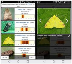 New App Makes Identifying Moths Easier Uk Centre For
