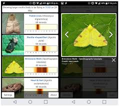 new app makes identifying moths easier uk centre for