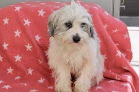 Havanese shelters and rescues in california there are often many great havaneses for adoption at local animal shelters or rescues. Los Angeles Ca Havanese Meet Chad A Pet For Adoption