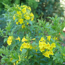 Image result for Tecoma