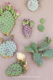 Most likely, a cactus arm or tip would break off and land on its side. How To Propagate Cactus Pads Cactus Flower Propagating Cactus Opuntia Cactus