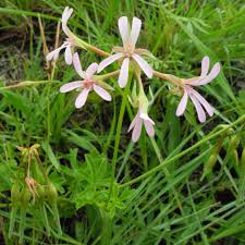 Image result for Pelargonium alchemilloides