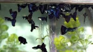 Biasanya hanya akan ada satu pejantan untuk dua betina dalam proses pemijahan. Cara Jitu Budidaya Ikan Guppy Baik Dan Benar 100 Mudah Youtube