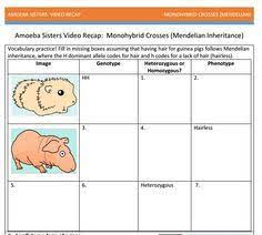 Entdecke rezepte, einrichtungsideen, stilinterpretationen und andere ideen zum ausprobieren. 29 Amoeba Sisters Handouts Ideas Handouts Biology Worksheet How To Memorize Things