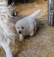 Colorado havanese puppies for sale and cavalier puppies for sale. Rocky Mountain Companion Dogs Of Fennario Direwolfdog Profile Pinterest