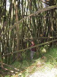 Image result for Monothecium glandulosum