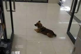Check spelling or type a new query. Mengharukan Setia Menunggu Di Rumah Sakit Anjing Ini Tak Tahu Kalau Pemiliknya Enggak Akan Kembali Semua Halaman Kids