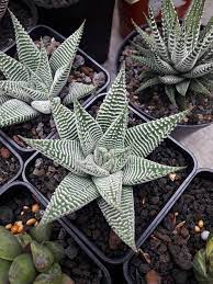 Haworthia Limifolia Var Striata Gardeningfungus Plant Fungus Cacti And Succulents Succulent Gardening
