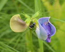 Image result for Vigna gracilis