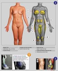 Drawing Chubby And Overweight Fat Characters Body Fat Distribution Distinguishing Body Types From wikimedia commons, the free media repository. drawing chubby and overweight fat