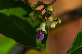 Image result for Vitex madiensis