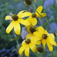 Fallschirm Sonnenhut Leuchtender Blickfang Im Beet Sonnenhut Pflanze Stauden Pflanzen