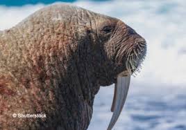 Image result for walrus
