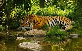 Sleeping Tiger — Steemit