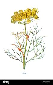 Image result for Foeniculum vulgare