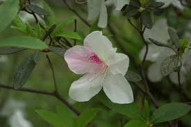 Image result for Rhododendron pulchrum