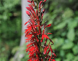 Image result for Lobelia minutula