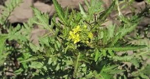 Image result for Rorippa