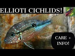Image result for Smithia elliotii