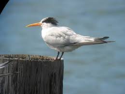 Image result for Monotes elegans