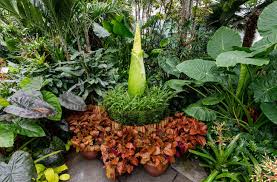 The flower is a rare tropical specimen that only blooms about once a decade — and then only for 24 to 36 hours. Rare Corpse Flower Is Ready To Bloom At The New York Botanical Garden Any Day Now Nymetroparents