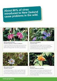 A guide to shade gardening & shade garden plants. Invasive Creepers And Climbers Greater Wellington Regional Council