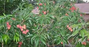 Dari sisi konsumen, adanya tambulampot juga memberikan jawaban atas kebutuhan adanya. Cara Nak Buat Pokok Cepat Berbuah Dan Lebat Blog Santai Santai Jerr