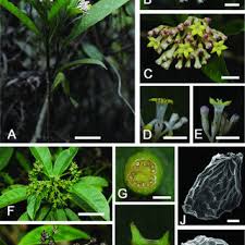 Image result for Pauridiantha dewevrei