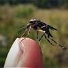 A giant mosquito with a wingspan of more than 4 inches has been found in china. Https Encrypted Tbn0 Gstatic Com Images Q Tbn And9gcr4pngfqgwqig2ov6hqalroomc2hbkam4sukkjcnv Rrhydltcx Usqp Cau