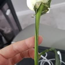 At desert flower, our goal is to make our residents smile. The Flower Company 51 Photos 39 Reviews Florists 74210 Highway 111 Palm Desert Ca Phone Number Products Yelp