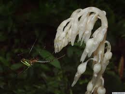 Image result for Epipogium roseum