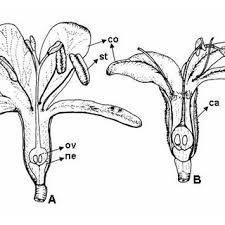 Image result for Cordia grandicalyx