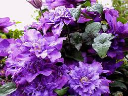 We did not find results for: Clematis Planting And Care Varieties And Groups Growing Pruning And Propagation