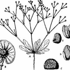 Image result for Hypertelis bowkeriana