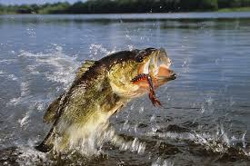 Di indonesia, ikan lohan menjadi salah satu jenis ikan air tawar yang banyak diminati para kolektor ikan. Jenis Ikan Air Tawar Incaran Para Pemancing Duniahobiku