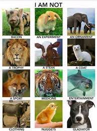 Animal Lives Matter Animals Animal Rights Save Animals