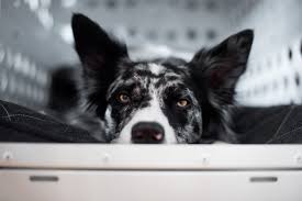 Enter To Win An Impact Dog Crate For Your Best Furfriend Dog Crate Dogs